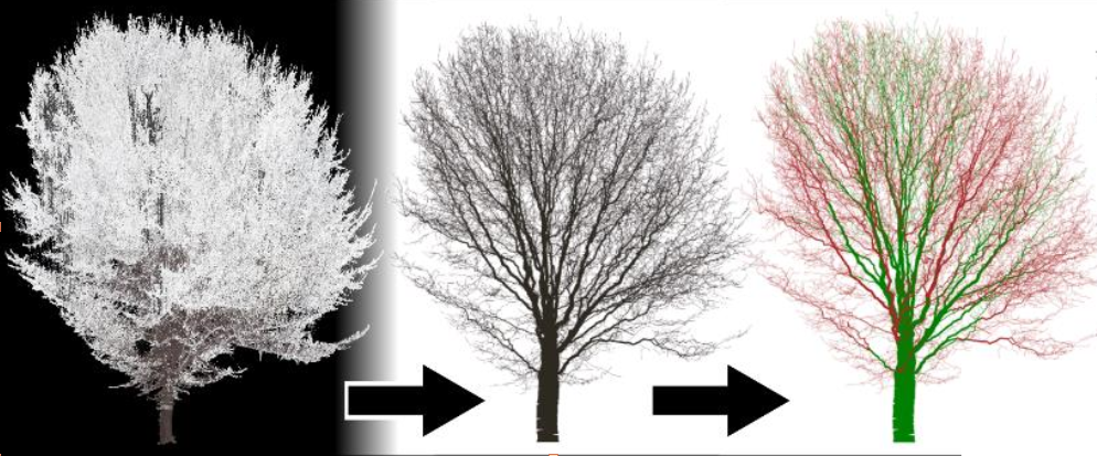 (left to right) A point clound redering, a SimpleForest rendering of the related QSM, a canoPyHydro coloring of said QSM